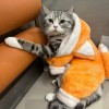 穿拖鞋的猪的头像