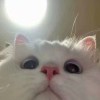 孤魂゜的头像