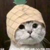 [p]╰つ掩饰孤独[/p]的头像