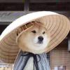 ๑❛ᴗ❛๑的头像