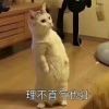 天空下看阳光中的它＂的头像