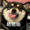 噗呲的头像