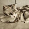 吉他猫的头像