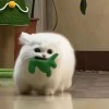 邓世杰的头像