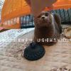 妍初的头像