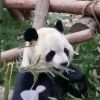 周正安的头像