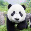 嗷狸个嗷的头像