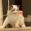 久伴不离i的头像