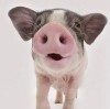曲辰pigbeI