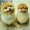 红尘过客vEf