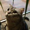大懒猫iYz