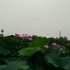 青青子衿