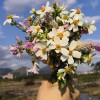 柠檬花果茶 报名时间：2018-10-20 10:07