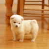 zhou俊，发布寻狗启示热爱宠物狗狗，希望流浪狗回家的狗主人。