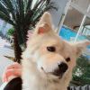 驰硕网络-刘，发布寻狗启示热爱宠物狗狗，希望流浪狗回家的狗主人。