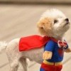 森林沣鎬店，发布寻狗启示热爱宠物狗狗，希望流浪狗回家的狗主人。