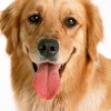 最爱金毛，发布寻狗启示热爱宠物狗狗，希望流浪狗回家的狗主人。