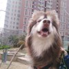 EEEverglow_，发布寻狗启示热爱宠物狗狗，希望流浪狗回家的狗主人。