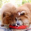 ♡金zì  .，发布寻狗启示热爱宠物狗狗，希望流浪狗回家的狗主人。