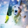  CаlурSо，发布寻狗启示热爱宠物狗狗，希望流浪狗回家的狗主人。