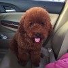 李^^，发布寻狗启示热爱宠物狗狗，希望流浪狗回家的狗主人。