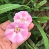 洪敏