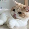 http://q.qlogo.cn/qqapp/101260148/1558A67305964DC6AFB8636A0C70A739/100