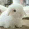 http://q.qlogo.cn/qqapp/101260148/731482978C2AFEDD45D795ED49436A2E/100