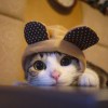 http://q.qlogo.cn/qqapp/101260148/D7491D60C90EEA01D4B9E6E0E5C95305/100