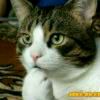 http://q.qlogo.cn/qqapp/101260148/F56C7EC73EED93D19667E9B4FF680CD2/100
