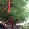 Zachary铁板王子