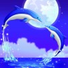 海豚