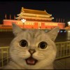 顾北清歌寒