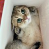 鹭鹭