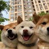 大鱼广告