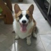 尛馬骝