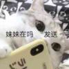小海豚_29430035