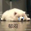 阳光灼伤我的眼