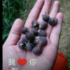 东阿阿胶直销〖龚胜威〗