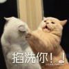 小海豚_32028782