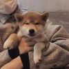翰夜