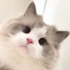 じ 樱花飘、东京凉的钢琴谱
