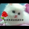 QQ1005079555(1005079555)QQ头像