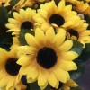sunflower(1376005388)QQ头像