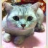 窝儿里的猫(151056647)QQ头像