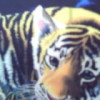 虎崽(1535388318)QQ头像