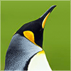 企鹅(1714848293)QQ头像