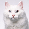 咪猫(1766542113)QQ头像