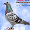 QQ1916228777(1916228777)QQ头像