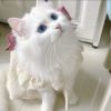 Kitty(242389245)QQ头像